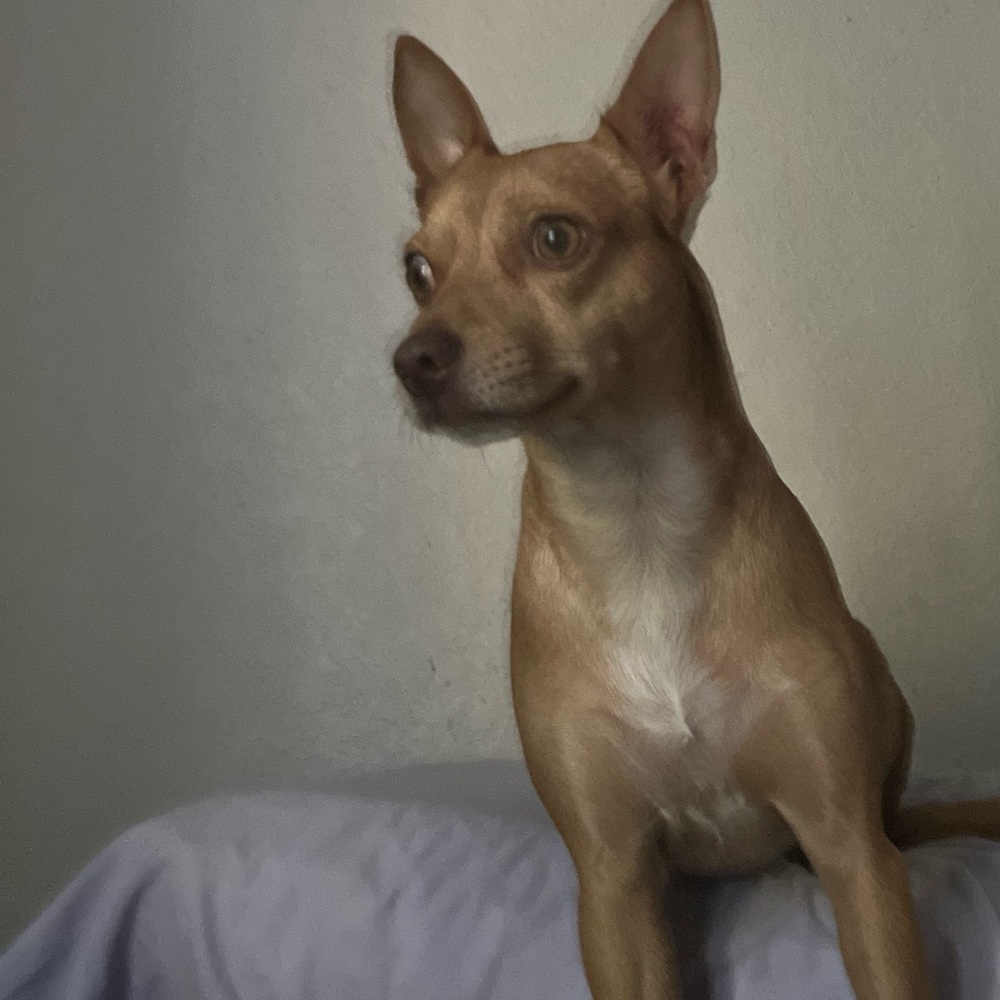 Meet your Posher, Rachael